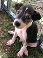Brazilian Terrier Puppies for sale in 1441 Ahonui St, Honolulu, HI 96819, USA. price: NA