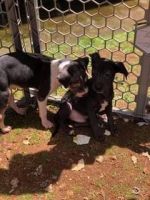 Brazilian Terrier Puppies Photos