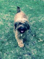Briard Puppies for sale in South Haven, MI 49090, USA. price: $950