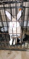 British Giant Rabbits for sale in Schenectady, NY, USA. price: $60