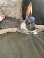 British Giant Rabbits for sale in Norwalk, CT, USA. price: $80