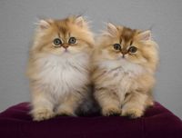 British Longhair Cats for sale in Camas, WA 98607, USA. price: NA
