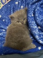 British Semi-Longhair Cats Photos