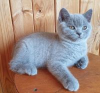 British Semi-Longhair Cats for sale in Cincinnati, OH, USA. price: NA