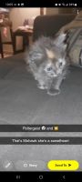 British Semi-Longhair Cats for sale in Monrovia, CA 91016, USA. price: NA