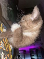 British Semi-Longhair Cats for sale in Vista, CA, USA. price: NA