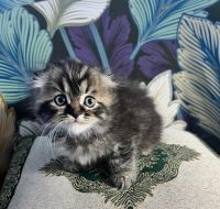 British Semi-Longhair Cats for sale in San Francisco, CA, USA. price: $1,000