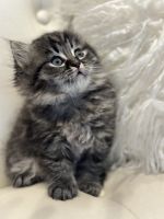 British Semi-Longhair Cats for sale in Woodbridge, CT 06525, USA. price: $8,001,000