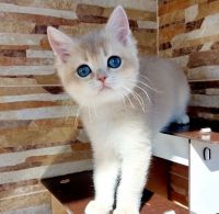 British Semi-Longhair Cats for sale in Arkansas City, Arkansas. price: $500