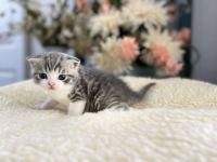 British Shorthair Cats for sale in Tulsa, OK, USA. price: NA