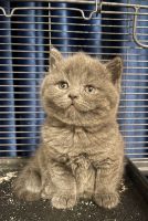 British Shorthair Cats for sale in Fort Wayne, IN 46805, USA. price: NA