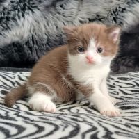 British Shorthair Cats for sale in Menifee, CA, USA. price: NA