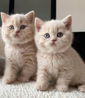 British Shorthair Cats for sale in Concourse B, 8500 Peña Blvd, Denver, CO 80249, USA. price: NA