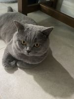 British Shorthair Cats for sale in Naples, FL, USA. price: NA