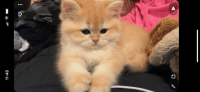British Shorthair Cats for sale in Hayward, CA 94541, USA. price: NA