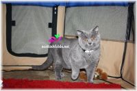British Shorthair Cats for sale in Klamath Falls, OR, USA. price: NA