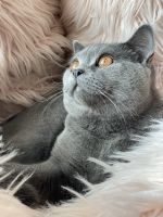 British Shorthair Cats for sale in Oak Creek, WI 53154, USA. price: NA