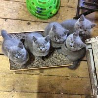 British Shorthair Cats for sale in Toronto, ON, Canada. price: NA