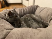 British Shorthair Cats for sale in San Antonio, TX, USA. price: NA