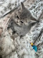 British Shorthair Cats for sale in New York, NY, USA. price: $1,000