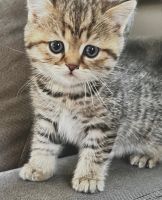 British Shorthair Cats for sale in Newburyport, MA 01950, USA. price: $1,950