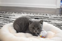 British Shorthair Cats for sale in Philadelphia, PA, USA. price: $1,500