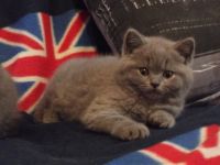 British Shorthair Cats for sale in Worland, WY 82401, USA. price: $500