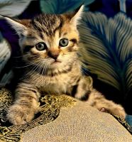 British Shorthair Cats for sale in San Francisco, CA, USA. price: $1,200