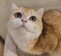 British Shorthair Cats for sale in Buena Park, CA, USA. price: $1,900