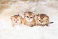 British Shorthair Cats for sale in Sunnyvale, California. price: $2,200