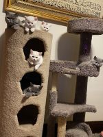 British Shorthair Cats for sale in Cleveland, Ohio. price: $1,000