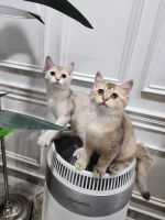 British Shorthair Cats for sale in Kualalumpur, Kualalumpur. price: 1,300 MYR