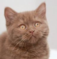 British Shorthair Cats for sale in Watertown, NY 13601, USA. price: $3,500