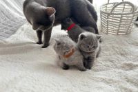 British Shorthair Cats for sale in Barnegat, New Jersey. price: $450