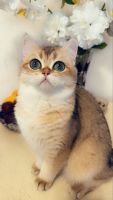 British Shorthair Cats for sale in Adairville, Kentucky. price: $500
