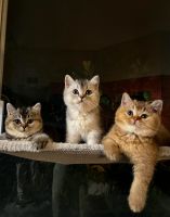 British Shorthair Cats for sale in Burbank, California. price: $1,500