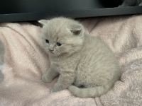 British Shorthair Cats for sale in Monroe, CT, USA. price: $1,800