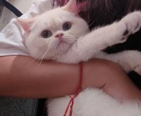 British Shorthair Cats for sale in Buena Park, CA, USA. price: $1,750