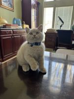 British Shorthair Cats for sale in Mundelein, Illinois. price: $1,500