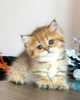 British Shorthair Cats for sale in Chino, CA, USA. price: $4,800