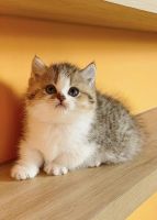 British Shorthair Cats for sale in Chino, CA, USA. price: $4,200