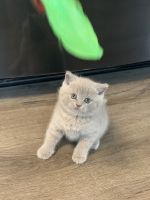 British Shorthair Cats for sale in Monroe, CT, USA. price: NA