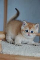 British Shorthair Cats for sale in Battlement Mesa, Colorado. price: $500