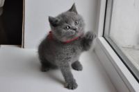British Shorthair Cats for sale in Apache Junction, Arizona. price: $500