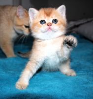British Shorthair Cats for sale in Bossier City, Louisiana. price: $500