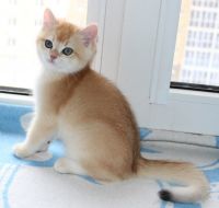 British Shorthair Cats for sale in Adamstown, Pennsylvania. price: $500
