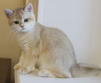 British Shorthair Cats for sale in Adairsville, Georgia. price: $500