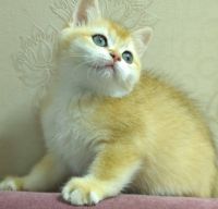British Shorthair Cats for sale in Bethany Beach, Delaware. price: $500