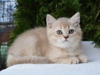British Shorthair Cats for sale in Ginowan, Hawaii. price: $500