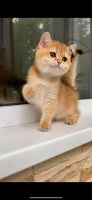 British Shorthair Cats for sale in Adamstown, Pennsylvania. price: $500